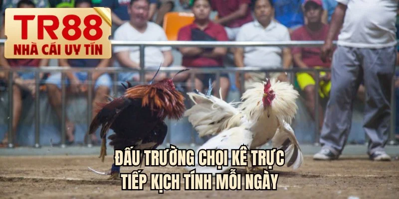 Đấu trường chọi kê trực tiếp kịch tính mỗi ngày